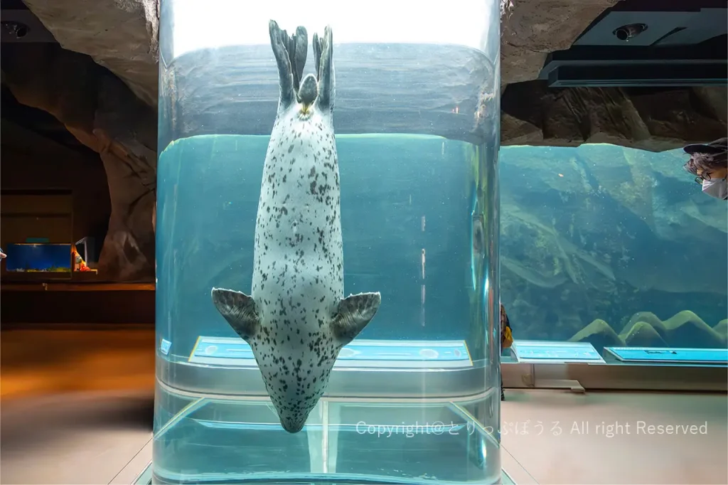 旭山動物園あざらし水柱