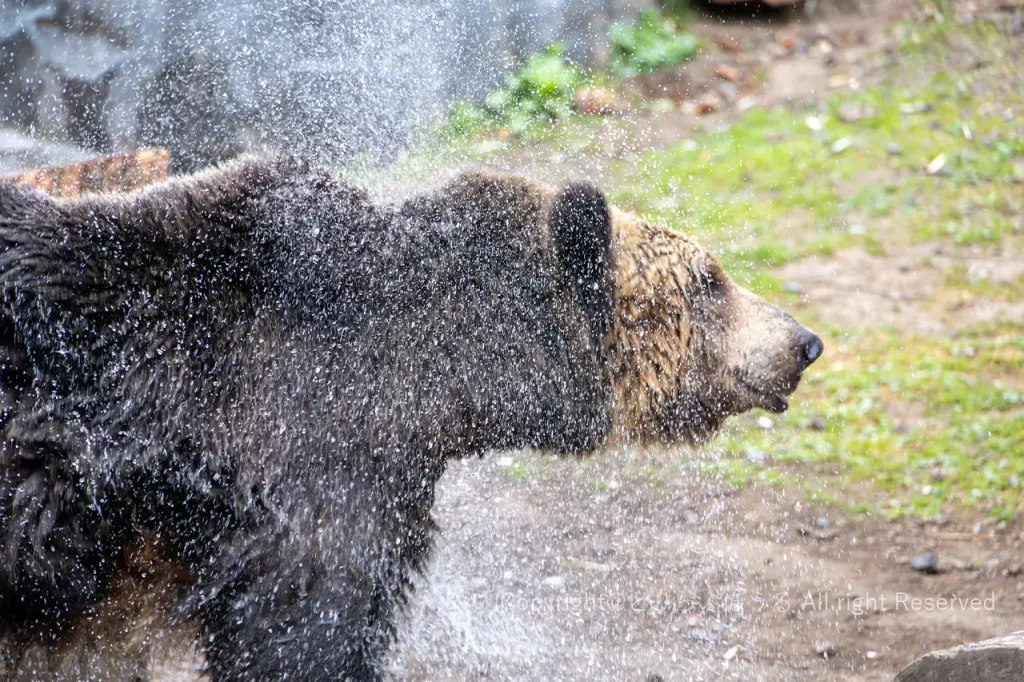 旭山動物園水切りするエゾヒグマ