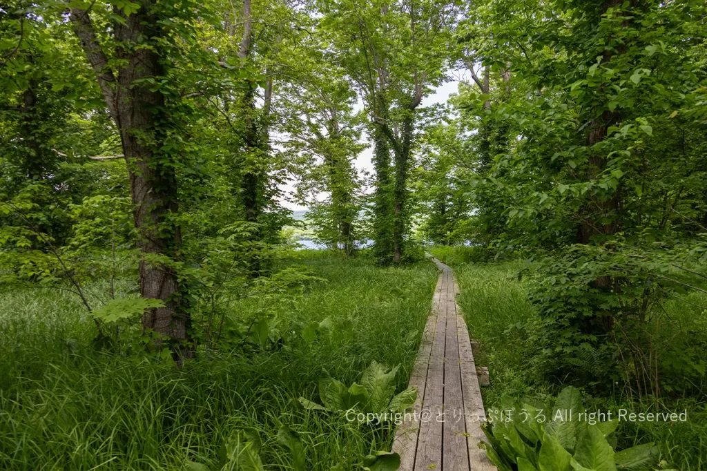 大沼公園湖畔の木道6月
