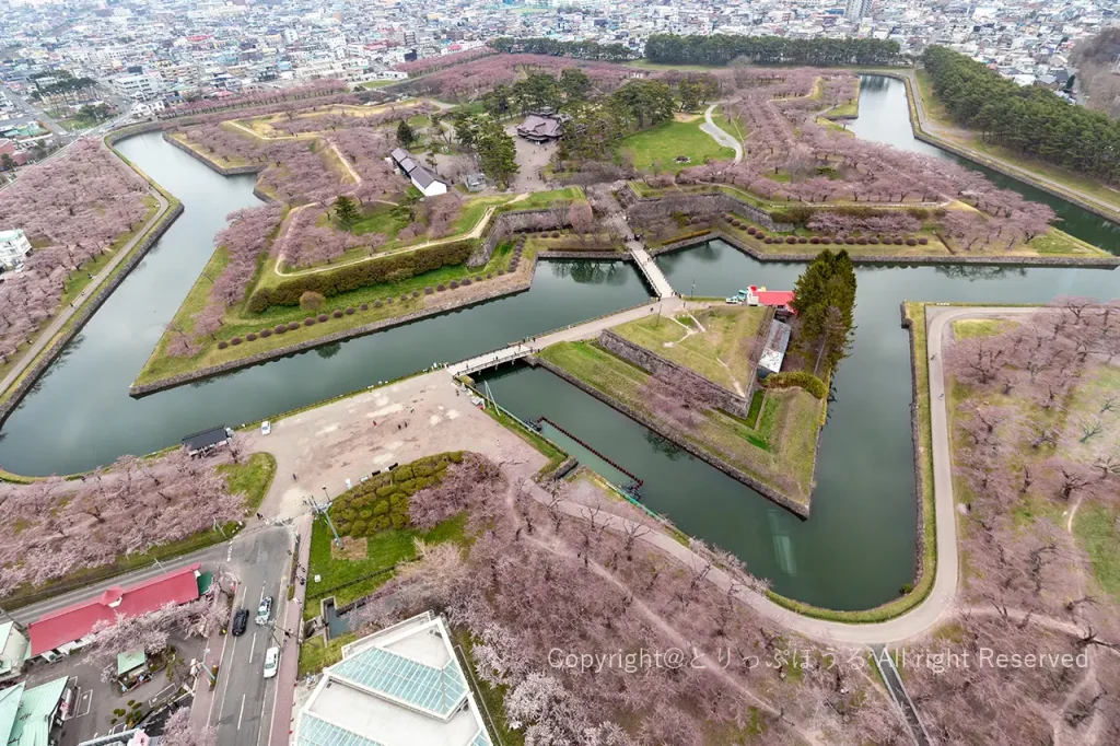 桜と五稜郭