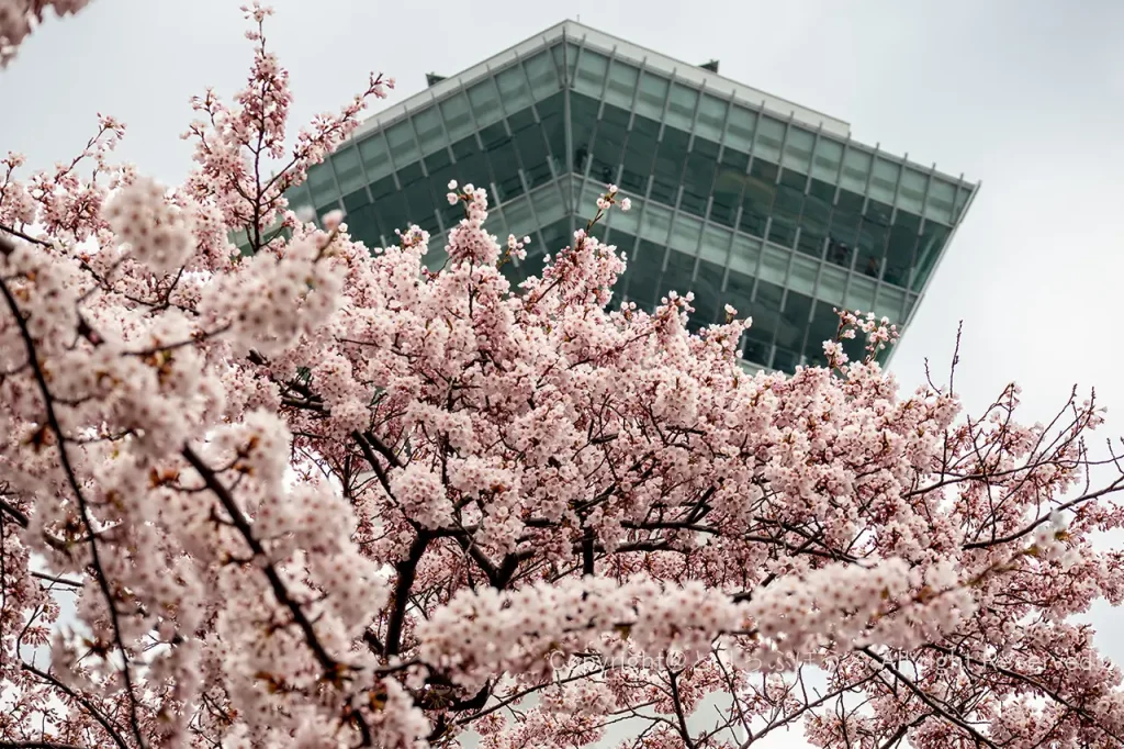桜と五稜郭タワー