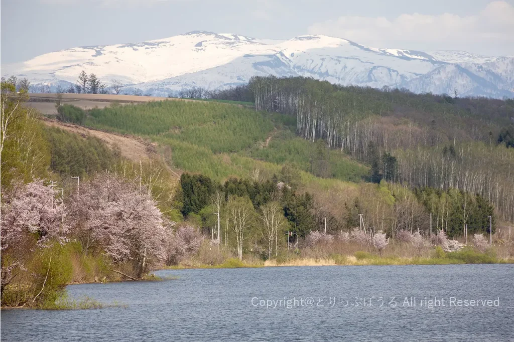 聖台ダム公園ダム湖と桜と十勝岳連峰