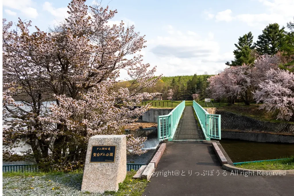 聖台ダム公園橋と桜