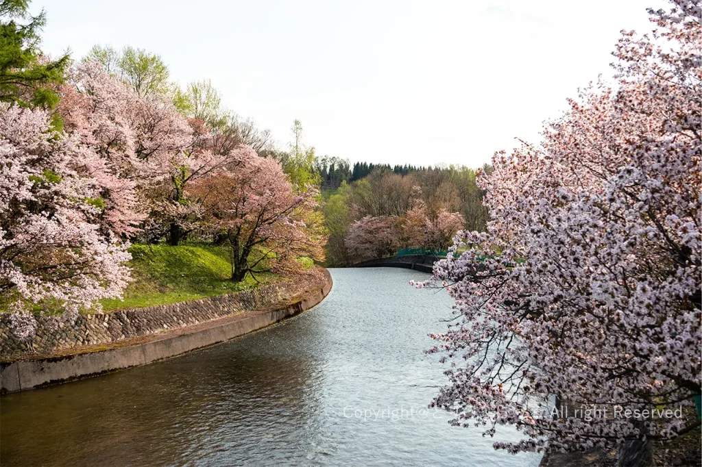 聖台ダム公園水路脇の桜