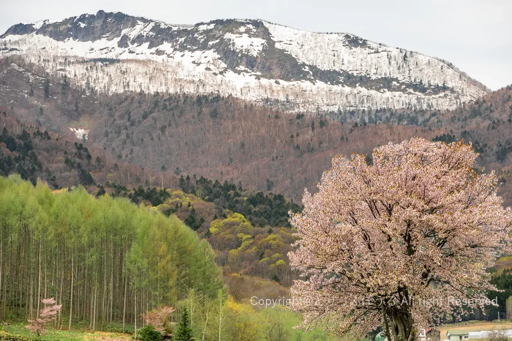 富良野上御料の一本桜雪化粧