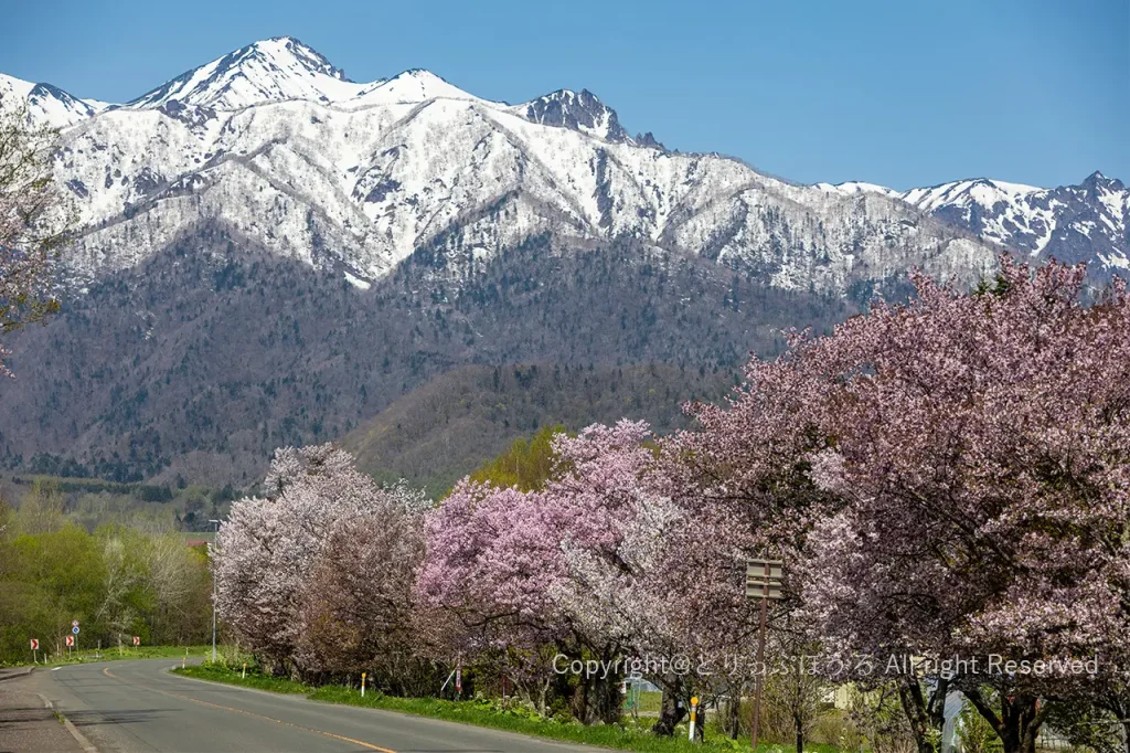 東京大学北海道演習林樹木園桜並木1